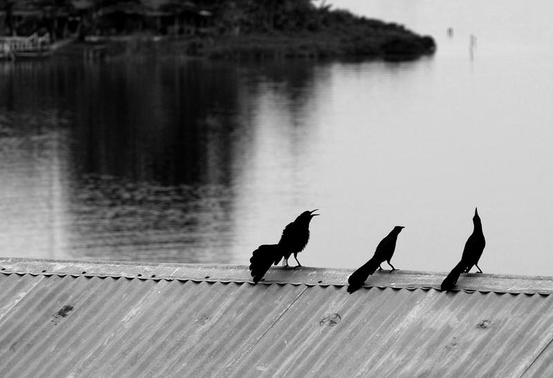 the "three tennors" sat on a corrugated tin roof. black and white photo